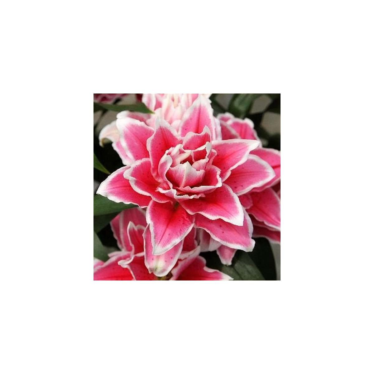 Ľalia Roselily Samantha - Lilium - cibuľa ľalia - 1 ks