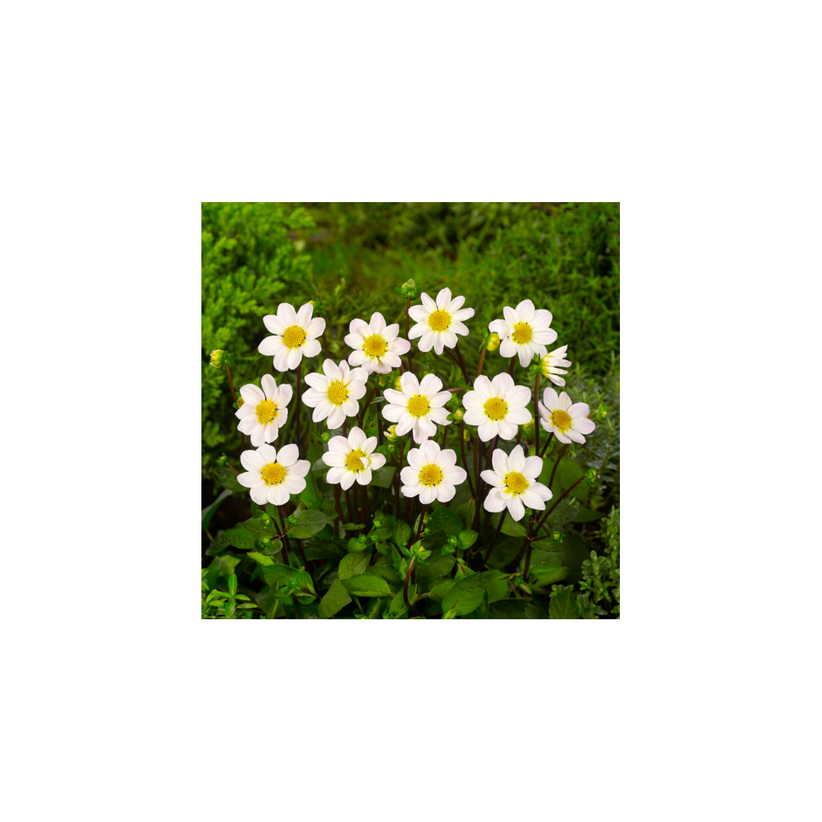 Georgína Topmix biela - Dahlia - hľuzy georgíny - 1 ks