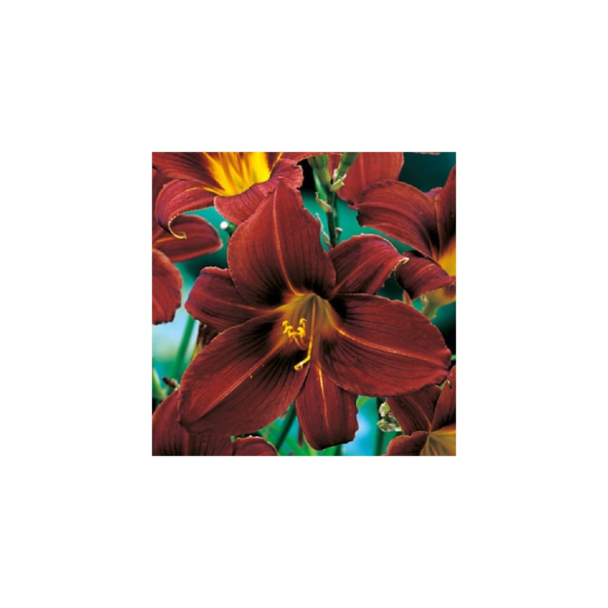 Ľaliovka Black Prince - Hemerocallis - hľuzy ľaliovky - 1 ks