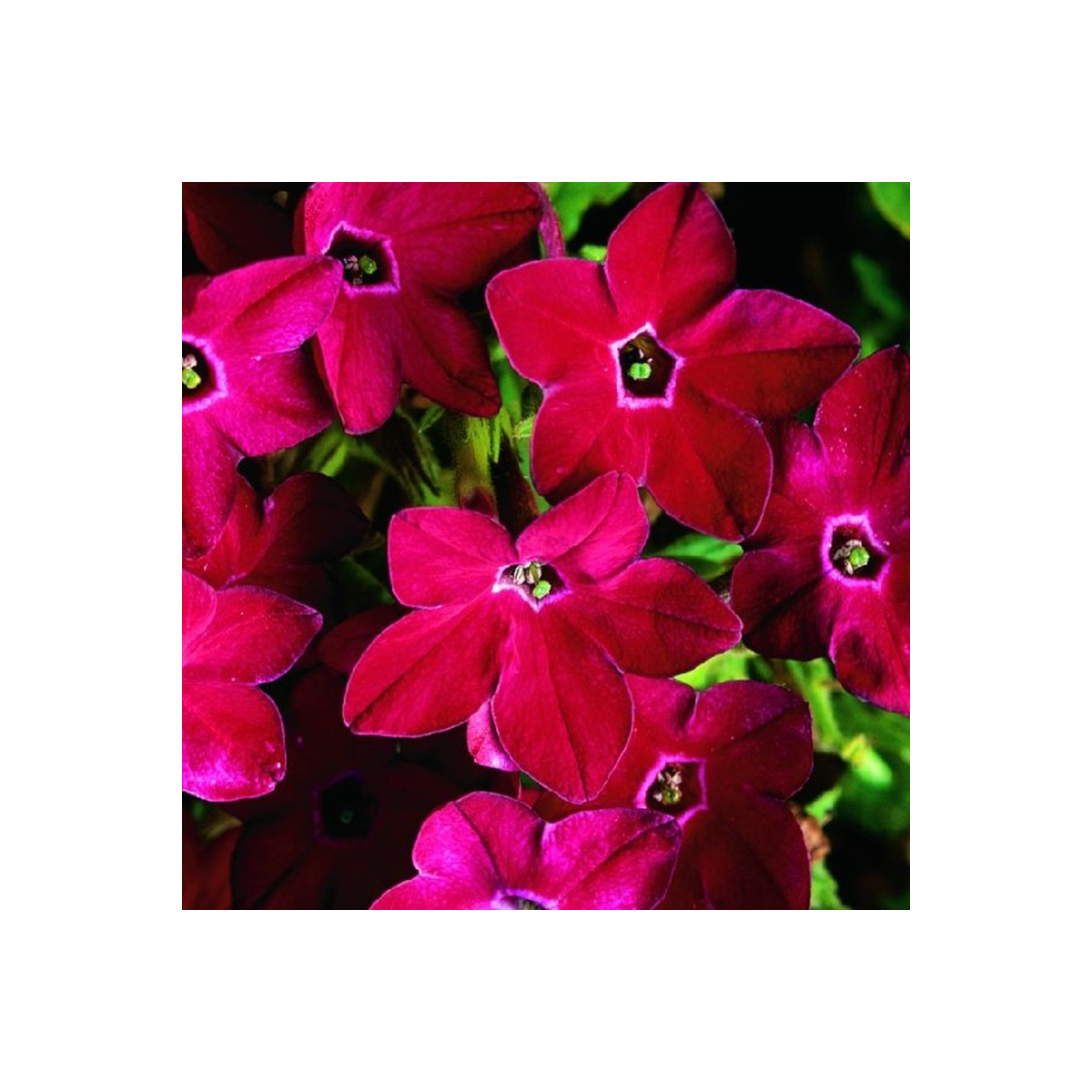 Tabak Saratoga červený F1 - Nicotiana x alata - semená tabaku - 30 ks