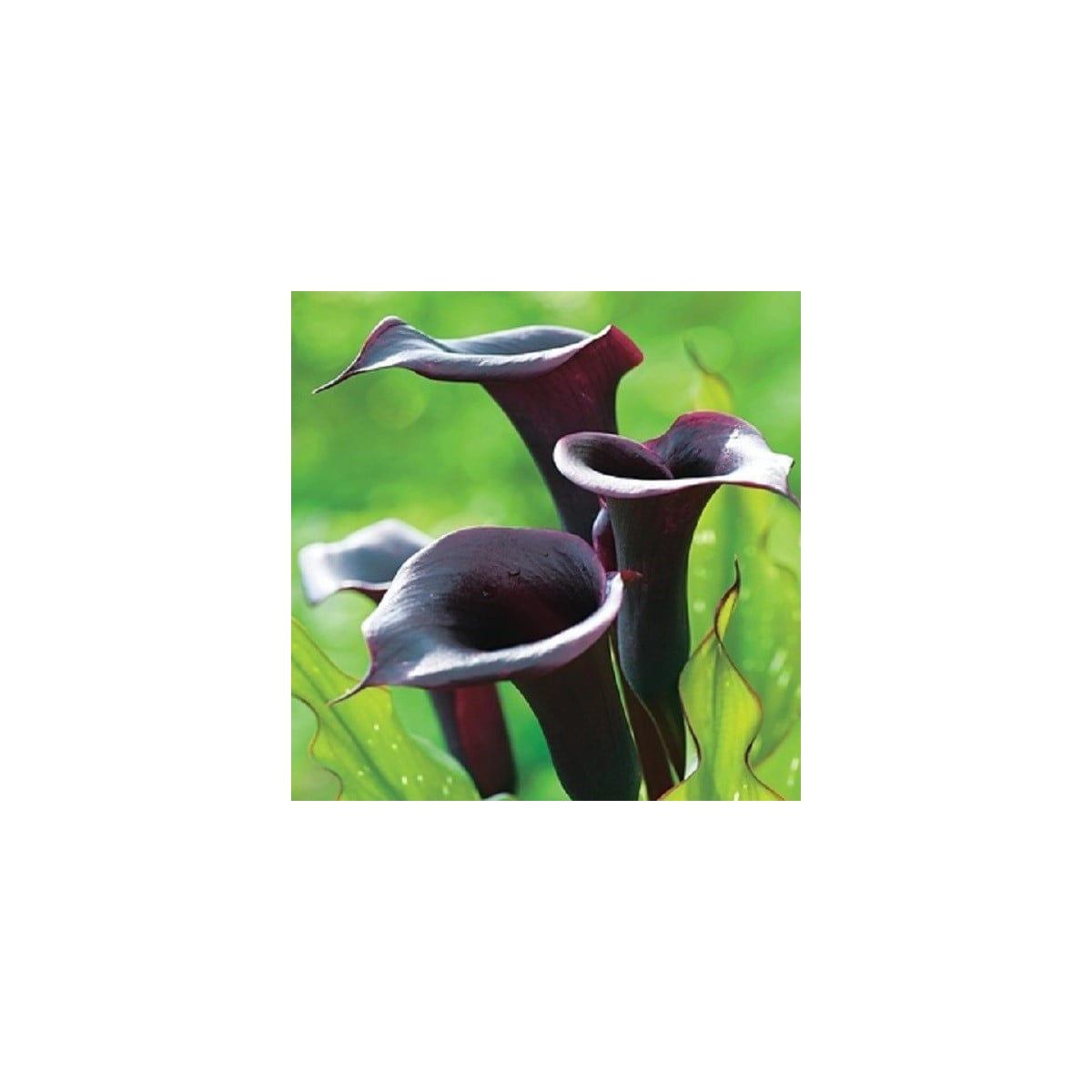 Kala Schwarzwalder - Zantedeschia - hľuzy kaly - 1 ks