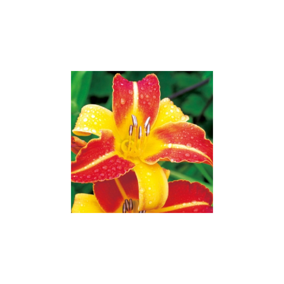 Ľaliovka Frans Halls - Hemerocallis - hľuzy ľaliovky - 1 ks