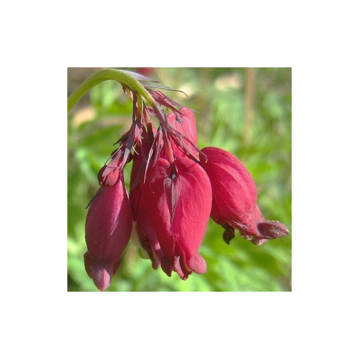 Srdcovka formosa Bacchannal - Dicentra formosa - hľuzy srdcovky - 1 ks