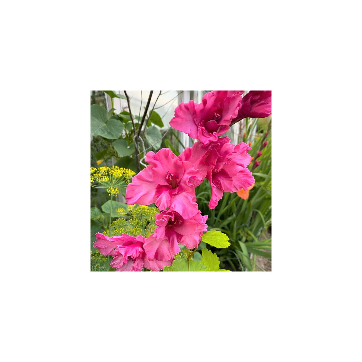 Gladiola Kingston Ruffle - Gladiolus - hľuzy mečíka - 3 ks