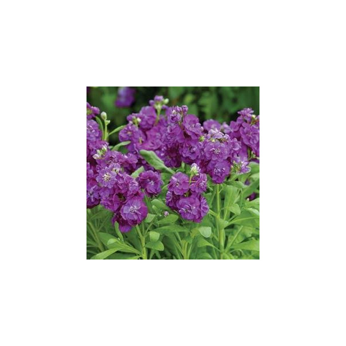 Fiala Hot cakes - Matthiola incana - semená fialy - 40 ks ​