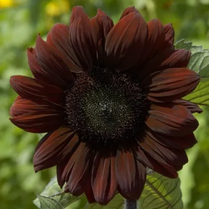 Slnečnica ročná Claret - Helianthus annuus - semená slnečnice - 10 ks