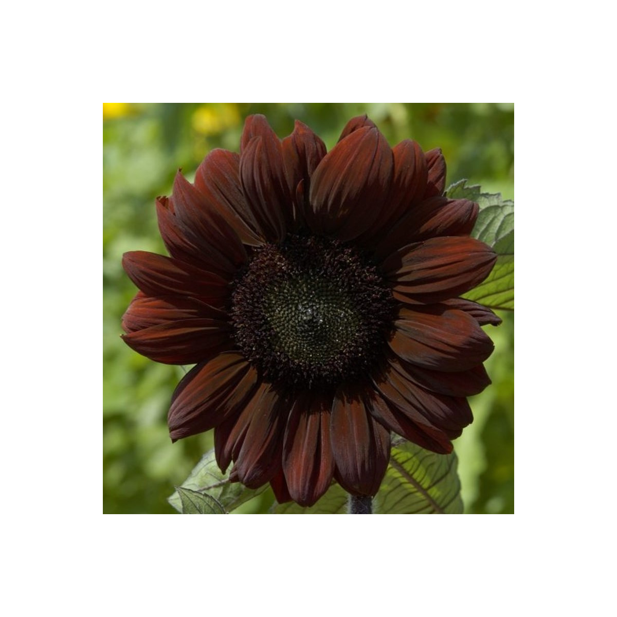Slnečnica ročná Claret - Helianthus annuus - semená slnečnice - 10 ks
