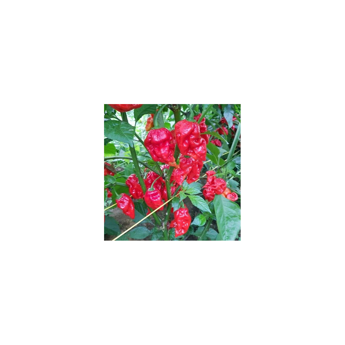 Chilli Apocalypse Red - Capsicum chinense - semená chilli - 5 ks