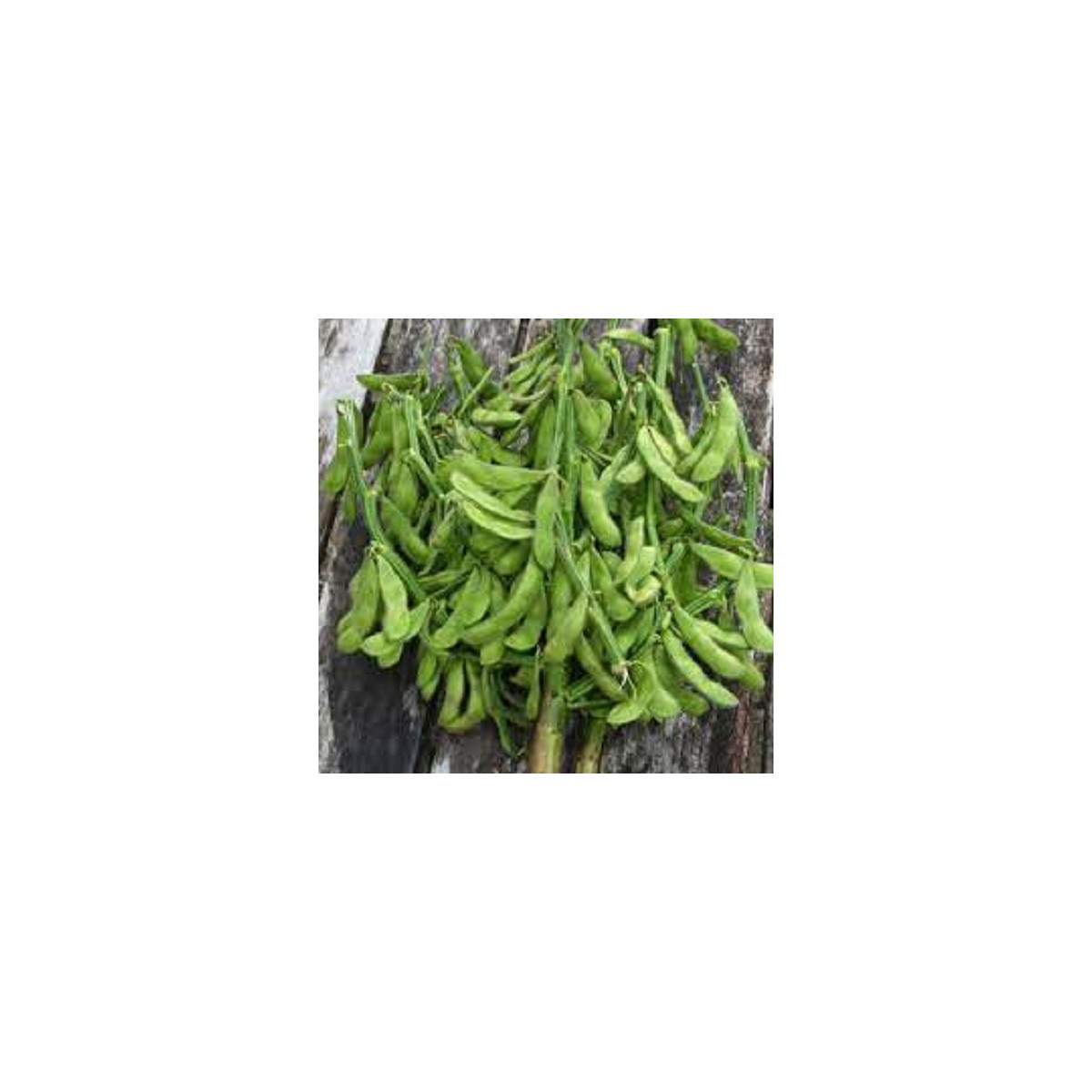 BIO Sója Edamame Chiba Green - Glycine max - bio semená sóje - 20 ks