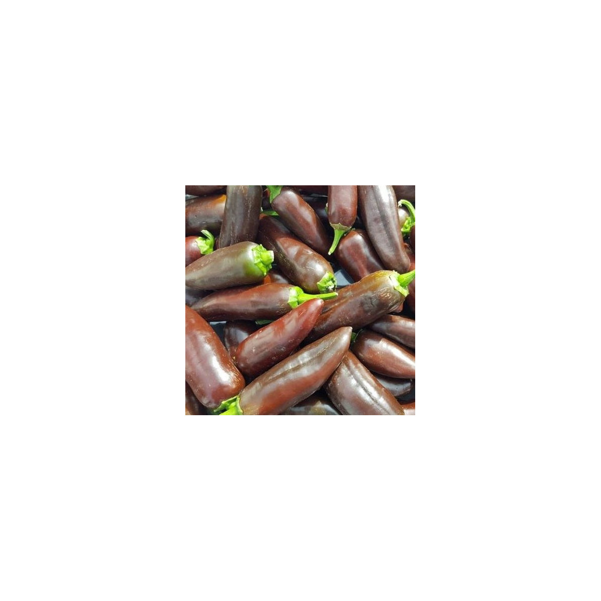 Chilli Jalapeno Brown - Capsicum annuum - semená chilli - 5 ks