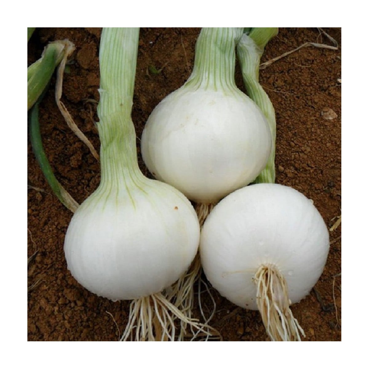 Cibuľa White Globe - Allium cepa - semená cibuľa - 100 ks