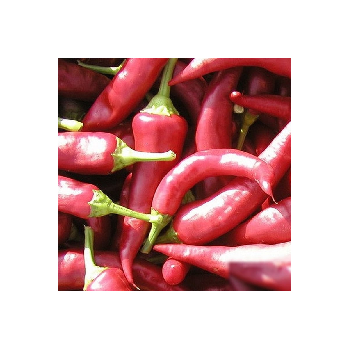 Paprika Žitava - Capsicum annuum - semená papriky - 30 ks