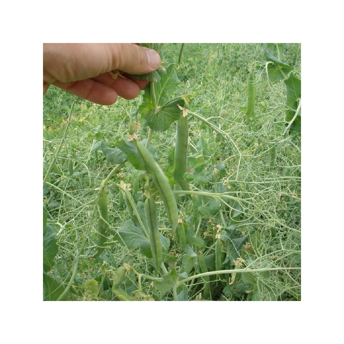 Hrach Kučeráč - Pisum sativum - semená hrachu - 35 ks