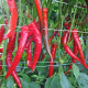 Paprika Pálivec - Capsicum annuum - semená papriky - 20 ks