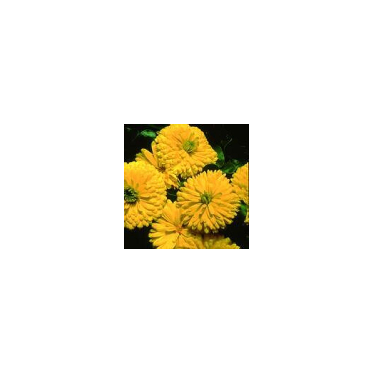 Nechtík lekársky Bon Bon žltý - Calendula officinalis - semená nechtíka - 20 ks