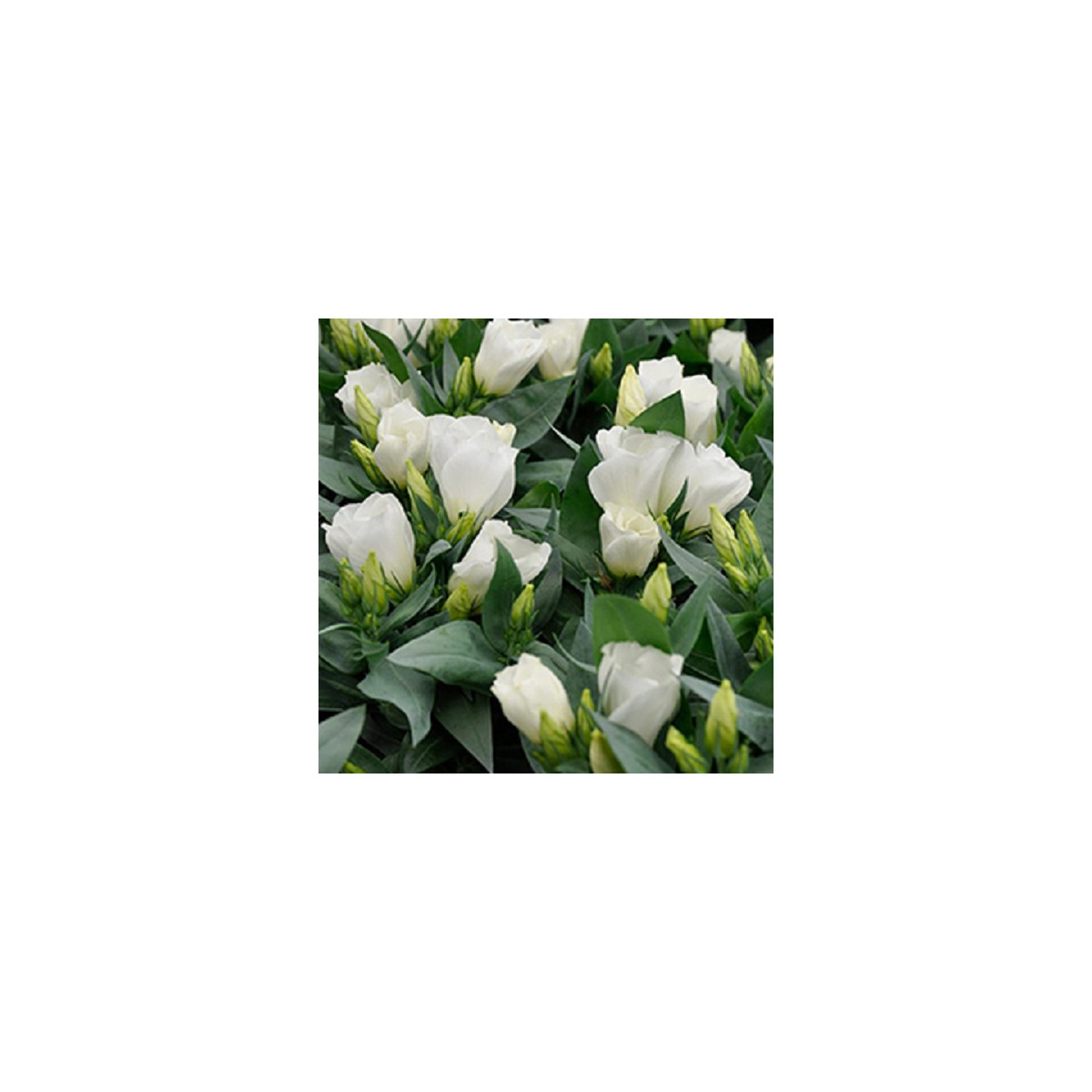 Eustoma Carmen Ivory F1 – Eustoma grandiflorum – semená eustomy – 12 ks