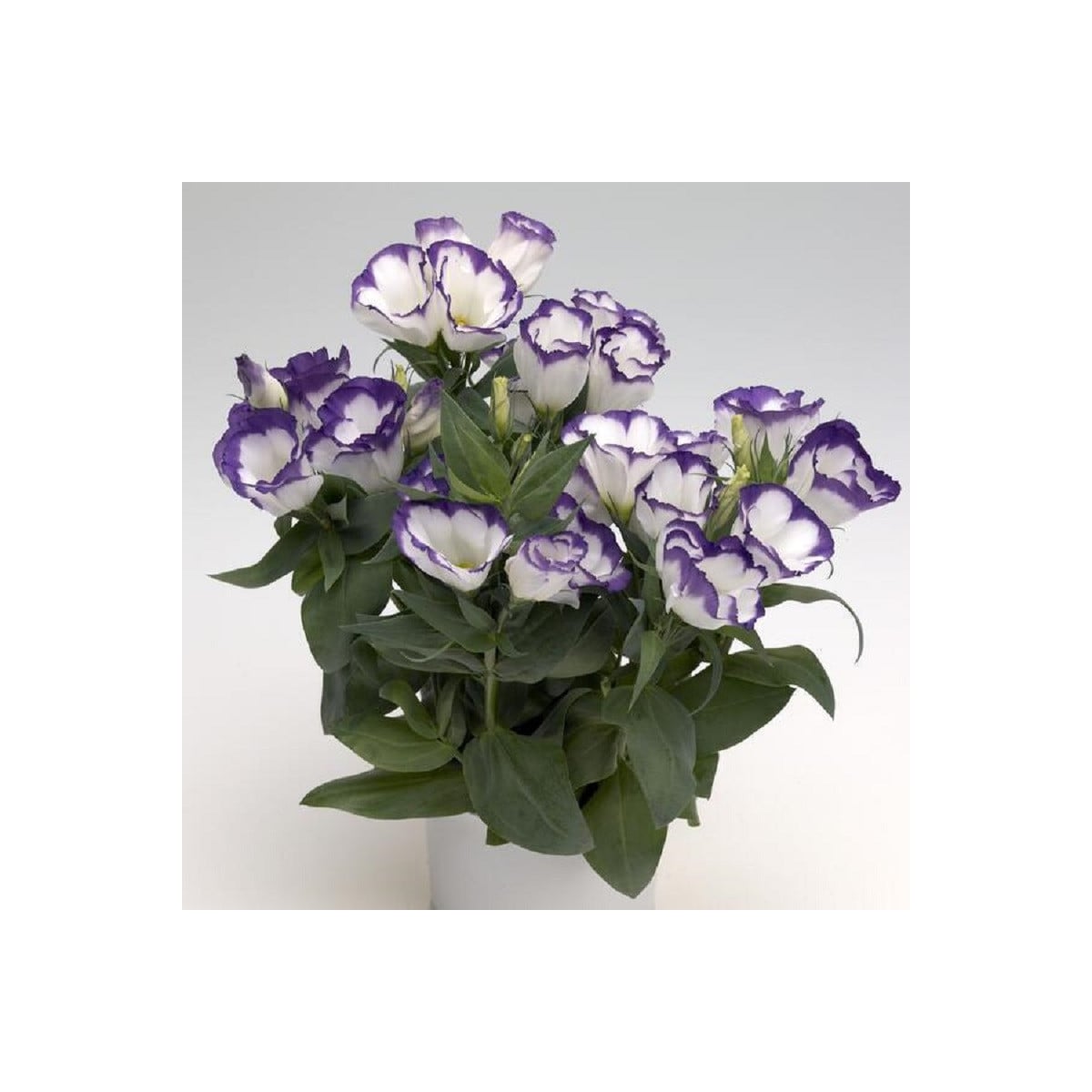 Eustoma Blue Rim F1 – Eustoma grandiflorum – semena eustomy – 12 ks