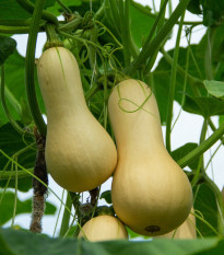 Tekvica maslová Bush Butternut - Cucurbita moschata - semená tekvica - 6 ks