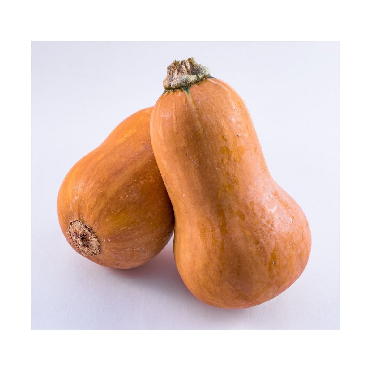 Tekvica maslová Honeynut - Cucurbita moschata - semená tekvica - 6 ks ​