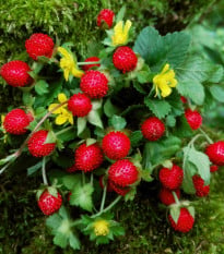 Jahôdka indická Tutti Frutti – Duchesnea indica – pestovanie ​