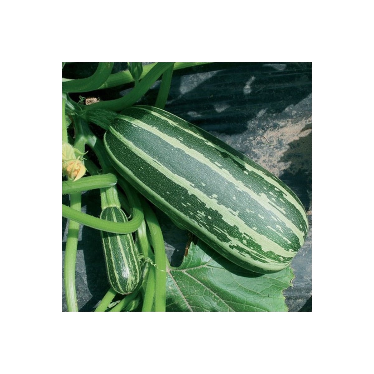 Cuketa Bush Baby F1 Marrow - Cucurbita pepo - semená cukety - 6 ks ​