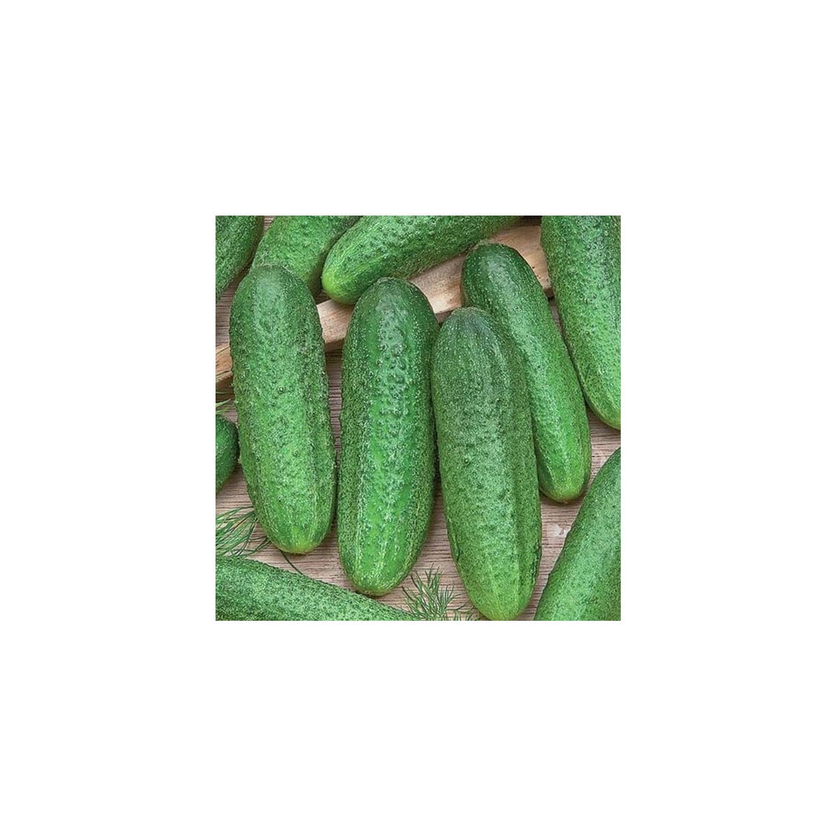 Uhorka Profi F1 - Cucumis sativus - semená uhorky - 15 ks