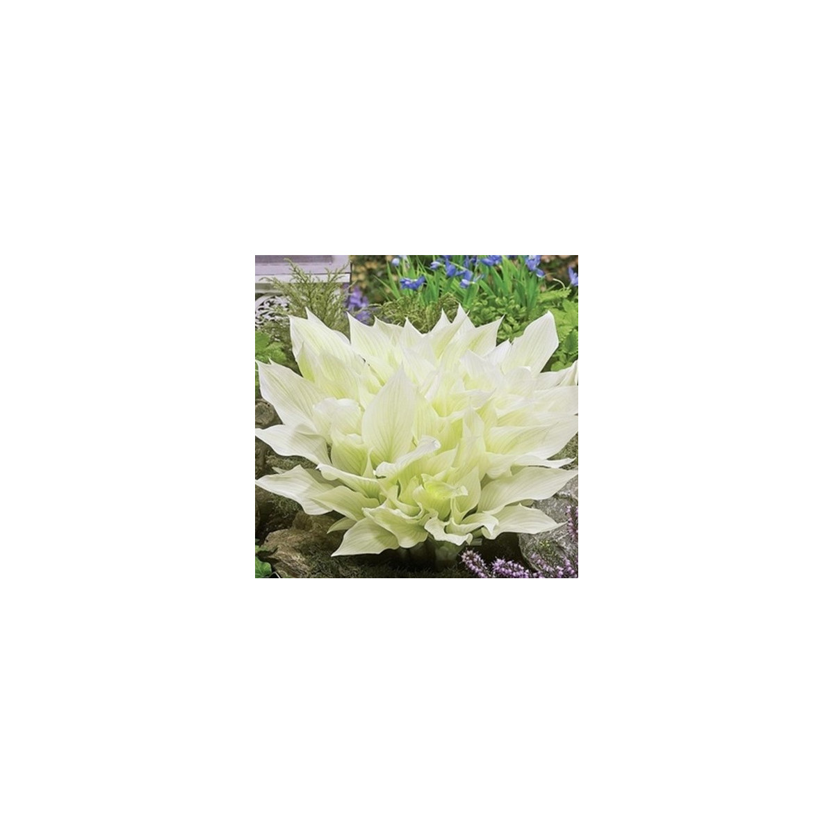 Funkia - Hosta White Feather - hľuzy funkie - 1 ks