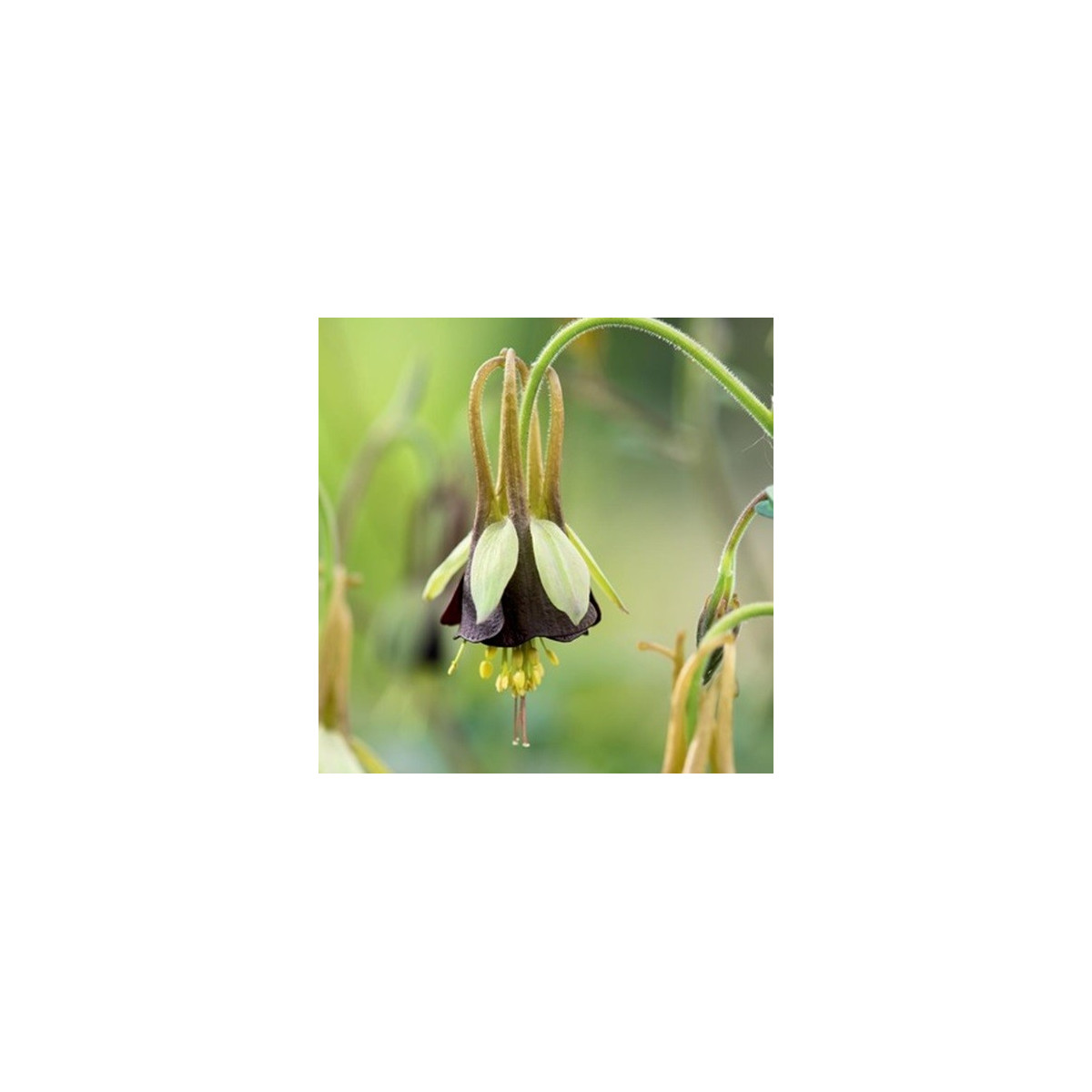 Orlíček Chocolat Soldier - Aquilegia - voľnokorenné sadenice orlíčka - 1 ks