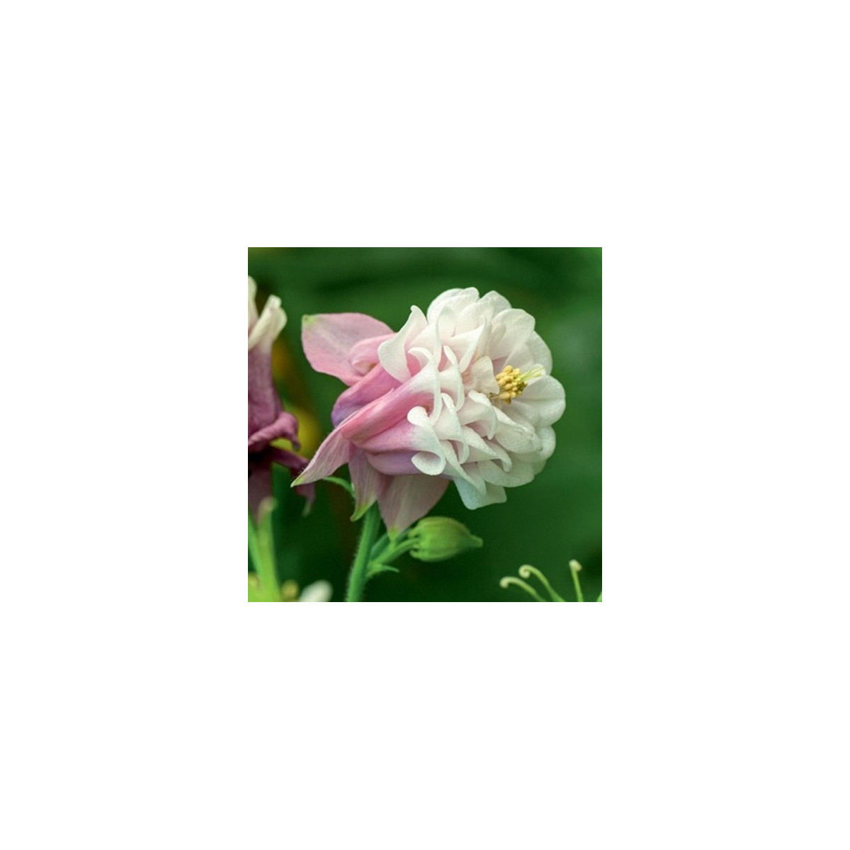 Orlíček Pink Pettitcoat - Aquilegia - voľnokorenné sadenice orlíčka - 1 ks