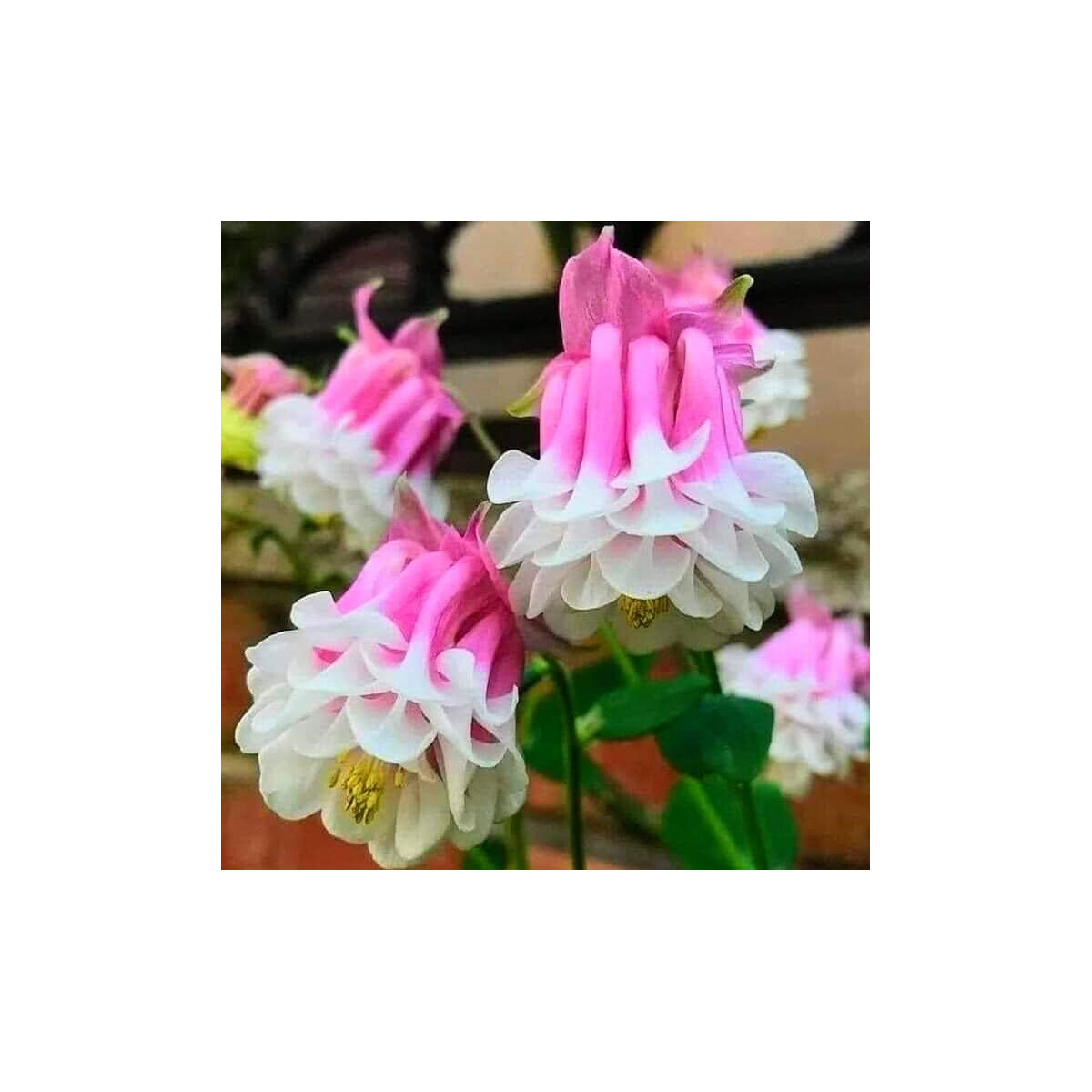 Orlíček Pink Pettitcoat - Aquilegia - voľnokorenné sadenice orlíčka - 1 ks