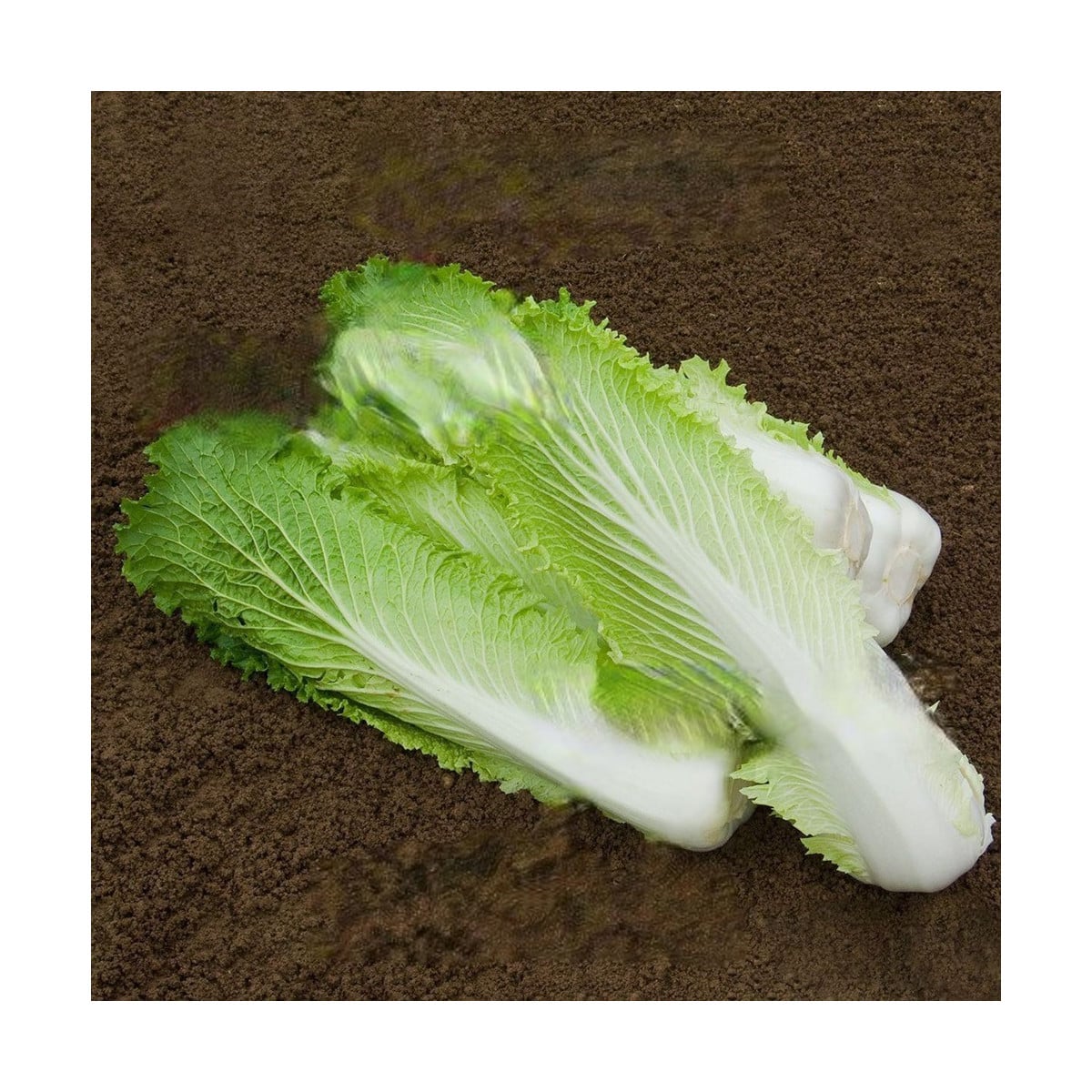 BIO Kapusta pekingská Granat - Brassica oleracea - bio semená kapusty - 100 ks