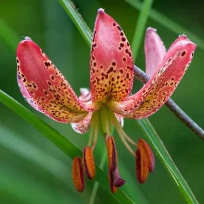 Ľalia Martagon Manitoba - Lilium martagon - cibuľoviny - 1 ks