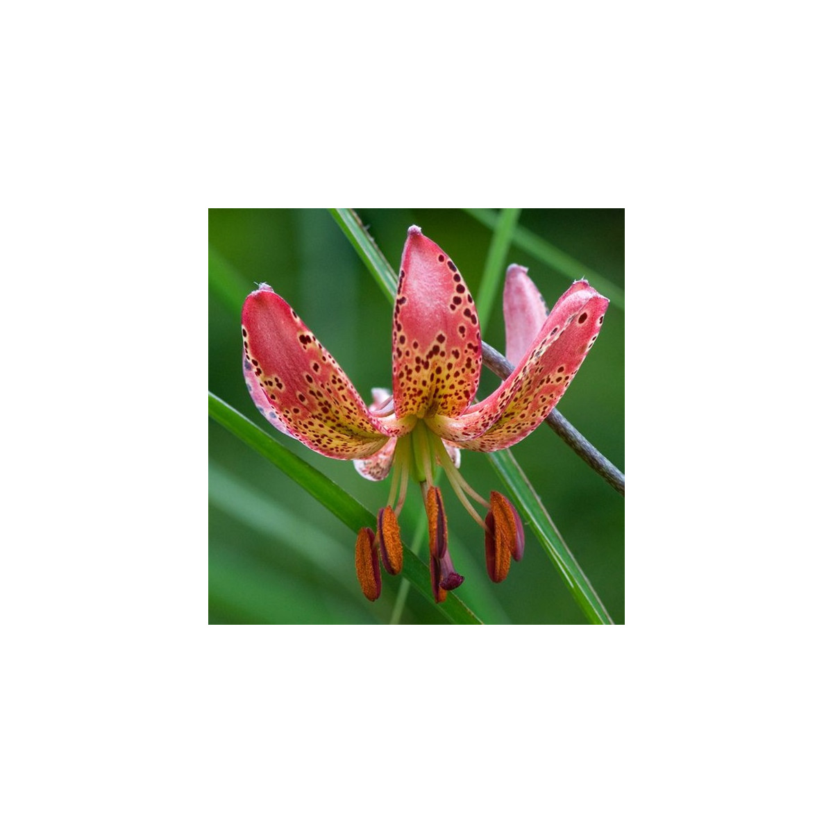 Ľalia Martagon Manitoba - Lilium martagon - cibuľoviny - 1 ks