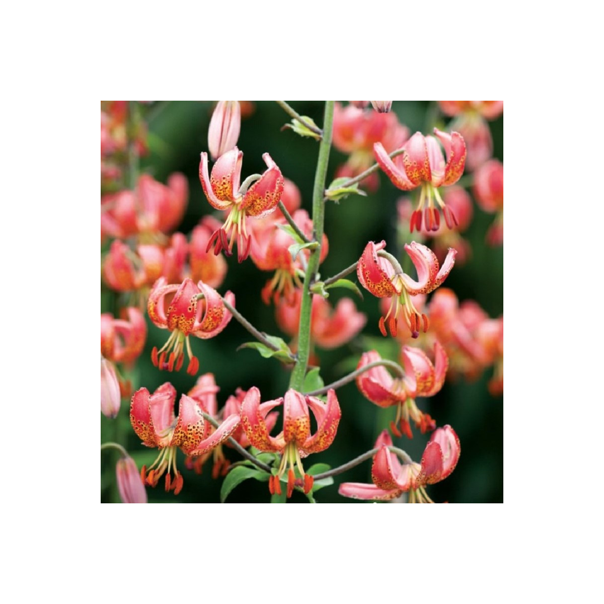 Ľalia Martagon Manitoba - Lilium martagon - cibuľoviny - 1 ks