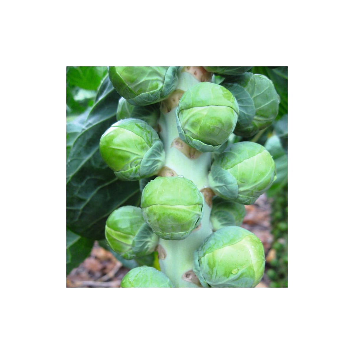 BIO Kel ružičkový Neptuno F1 - Brassica oleracea - semená kelu - 20 ks