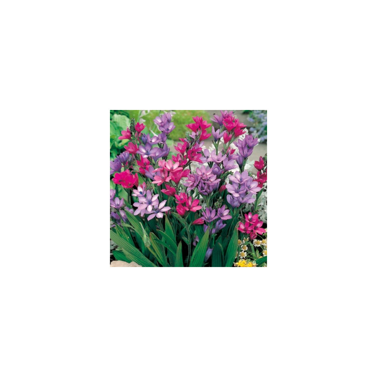 Babiana Kew Hybrids - Babiana stricta - voľnokorenné sadenice babiany - 3 ks