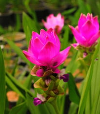 Kurkuma ružová - Curcuma alismatifolia - hľuza kurkumy - 1 ks