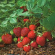 Jahoda Polka - Fragaria ananassa - voľnokorenné sadenice jahôd - 3 ks