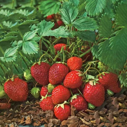 Jahoda Polka - Fragaria ananassa - voľnokorenné sadenice jahôd - 3 ks