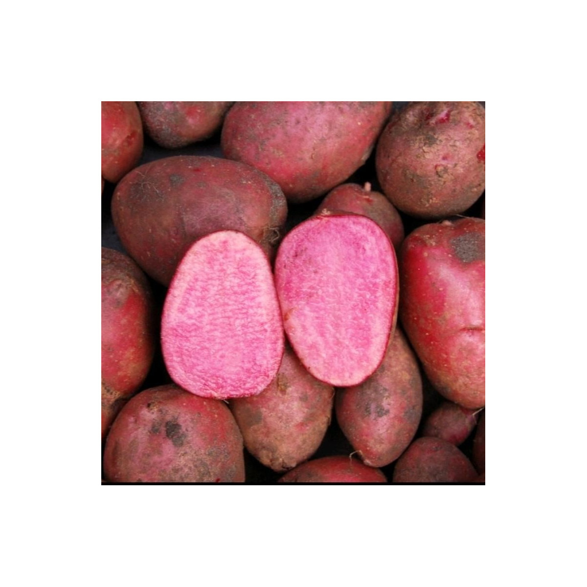 Sadbové zemiaky Heiderot - Solanum tuberosum - zemiaky - 5 ks