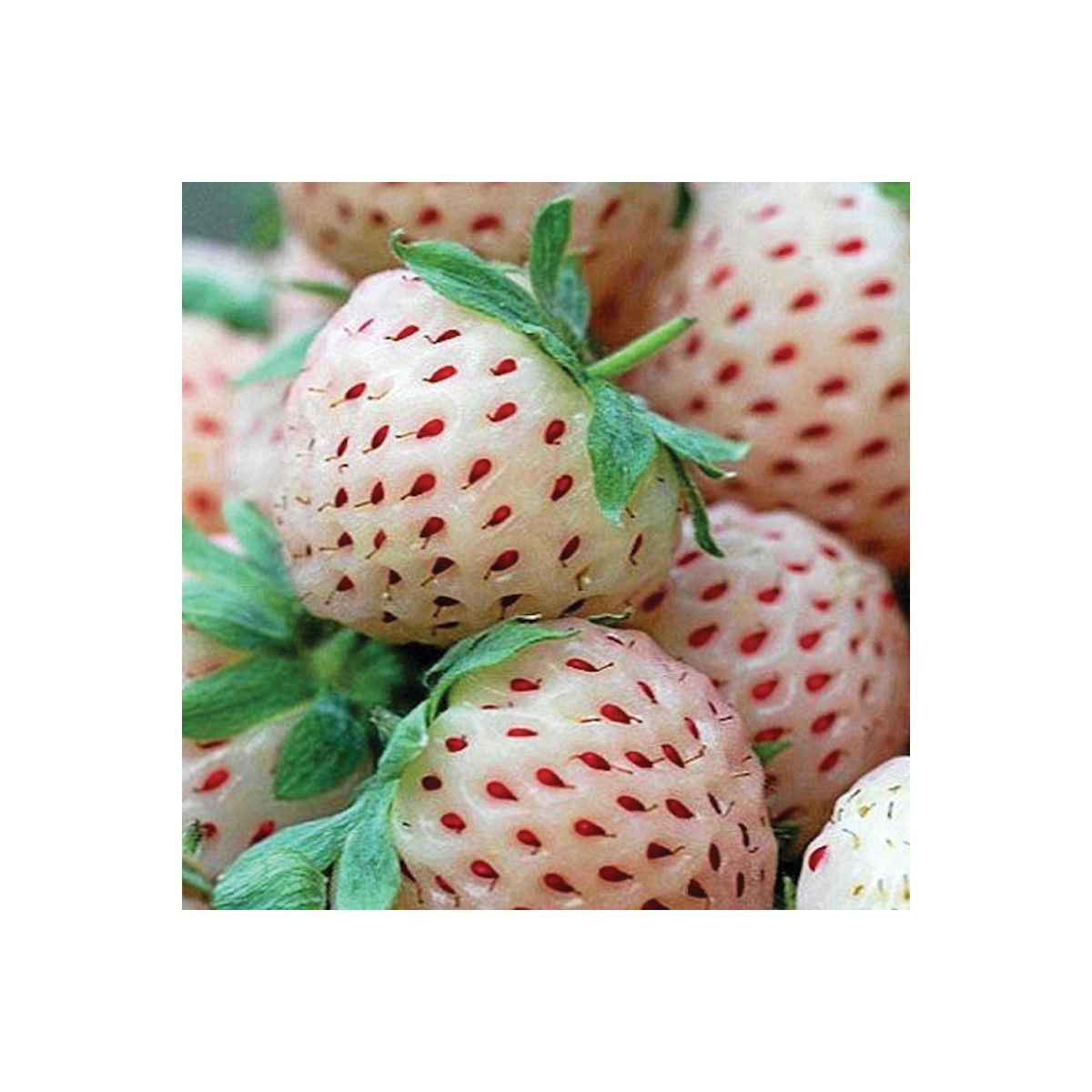 Jahoda Pineberry - Fragaria ananassa - voľnokorenné sadenice jahôd - 2 ks