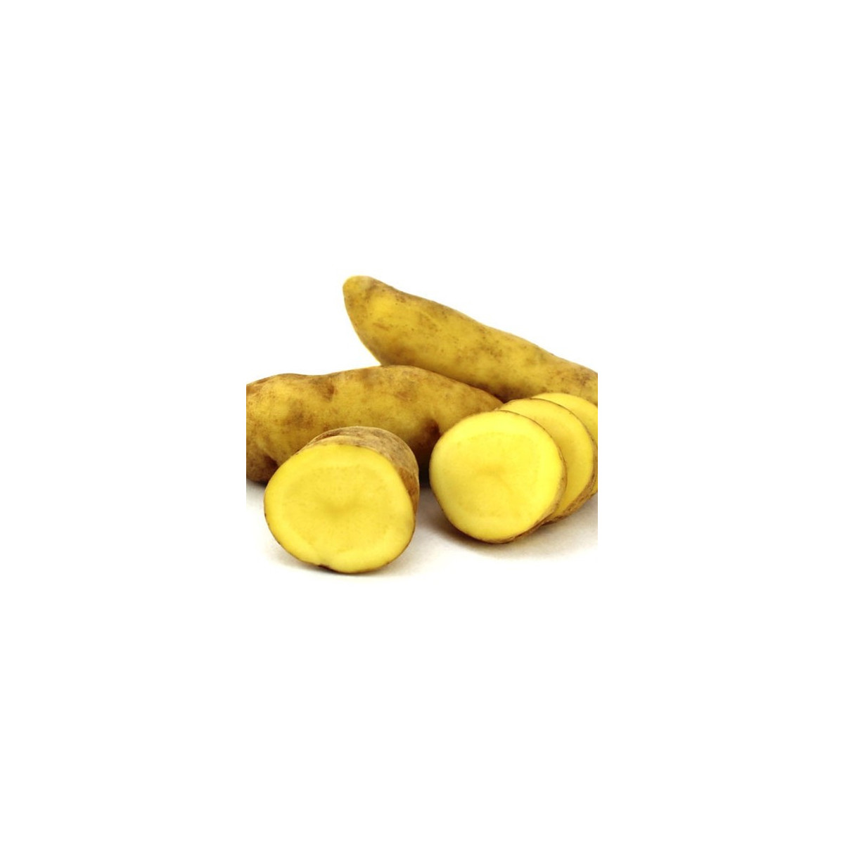 Sadbové zemiaky Ratte - Solanum tuberosum - 5 ks