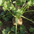 Zeler buľvový Maxim - Apium graveolens - semená -300 ks