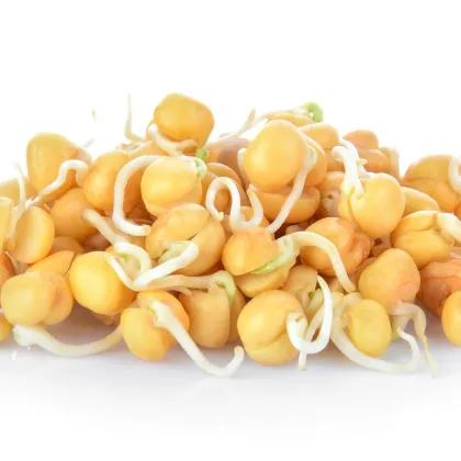 BIO Cícer baranový - bio semená na klíčenie - 200 g