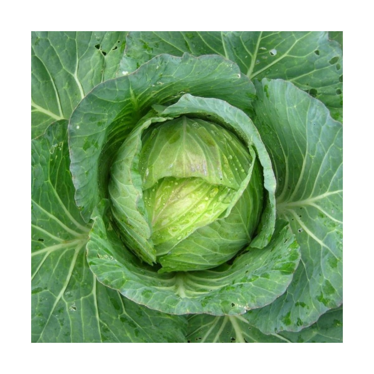 Kel hlávkový Predzvesť - Brassica oleracea var. Sabauda - semená kelu - 100 ks