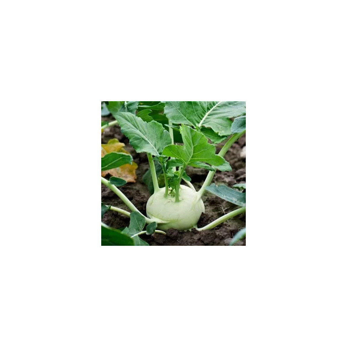 Kaleráb Korfu F1 - Brassica oleracea L. - semená kalerábu - 50 ks