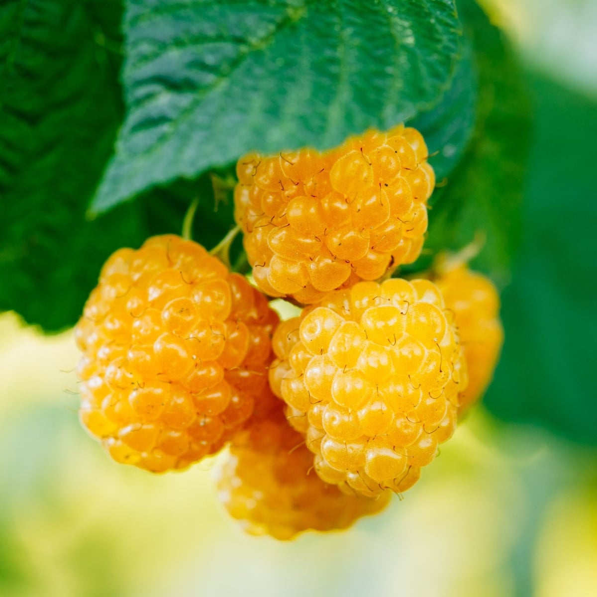 Maliník žltý - Rubus idaeus - jednoducho korenené sadenice maliníka - 1 ks