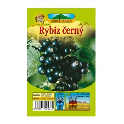 Ríbezle čierne - Ribes sylvestre - jednoducho korenené sadenice ríbezlí - 1 ks