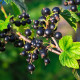 Ríbezle čierne - Ribes sylvestre - jednoducho korenené sadenice ríbezlí - 1 ks