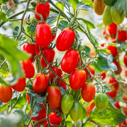Paradajka Roma - Solanum lycopersicum - semená paradajky - 35 ks